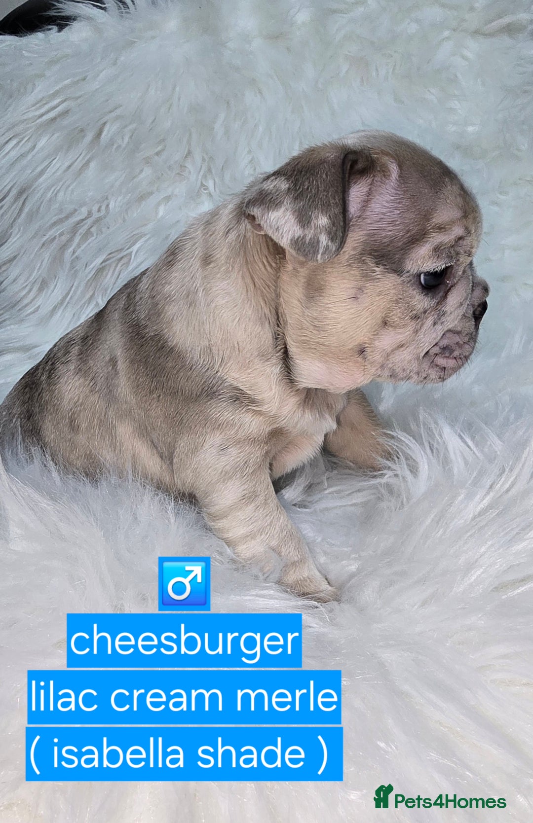 French Bulldog dogs for sale: Stunning french bulldog puppies - Advert 4