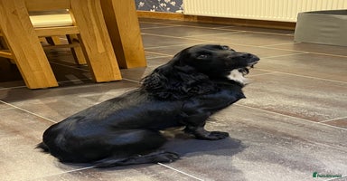 Cocker Spaniel dogs - Advert 15