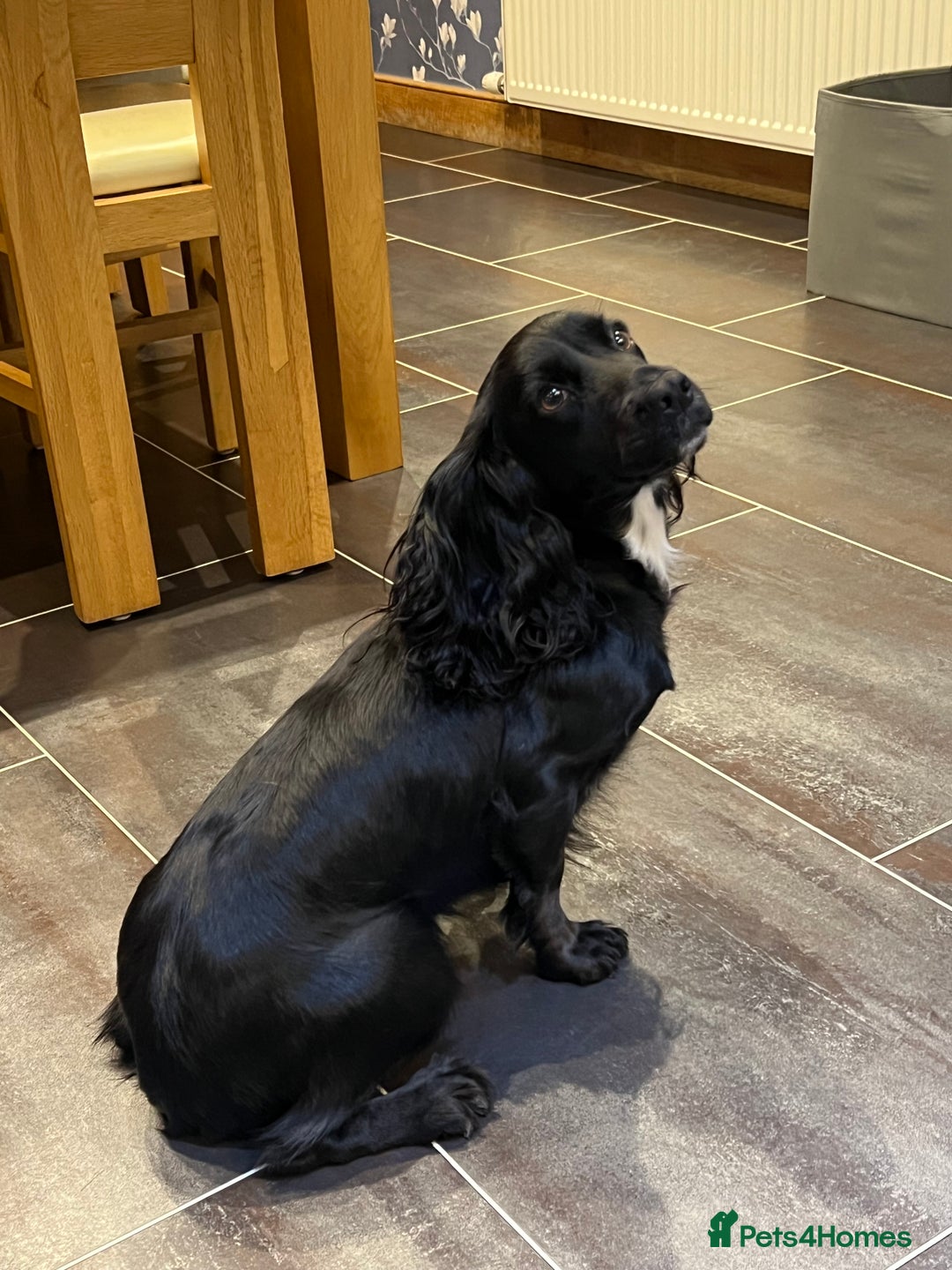 Cocker Spaniel dogs for sale: 4Year Old Cocker Spaniel Bitch  - Image 3