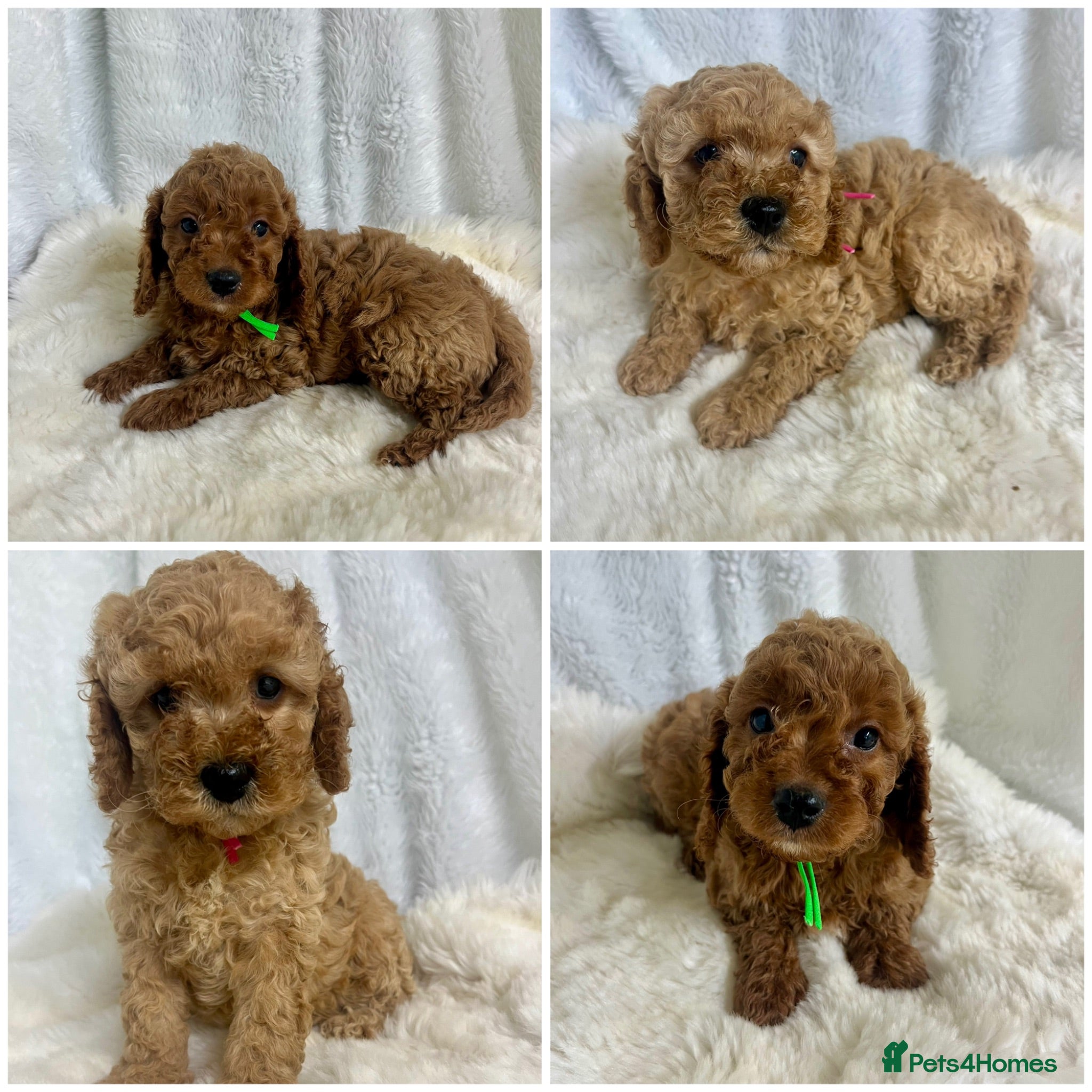 Cavapoo dogs Top quality, health tested F1b Cavapoo babies - Advert 13