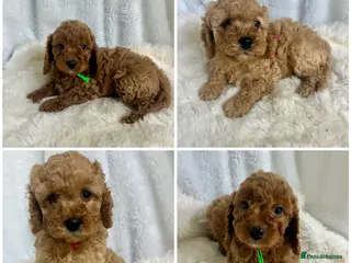 Cavapoo dogs Top quality, health tested F1b Cavapoo babies - Advert 13