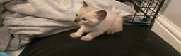 Siamese cats for sale: *female avaliable!* 5 Stunning Siamese Kittens - Advert 6