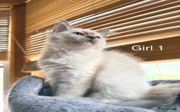 Ragdoll cats for sale: 4 beautiful ragdoll kittens  - Image 2