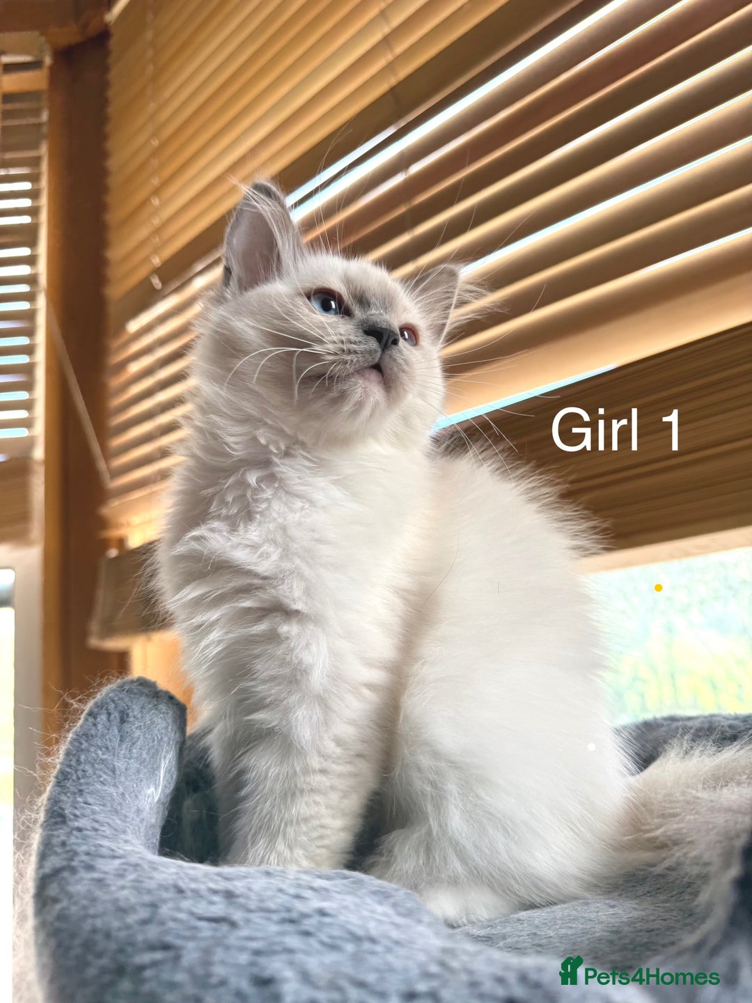 Ragdoll cats for sale: 4 beautiful ragdoll kittens  - Image 2
