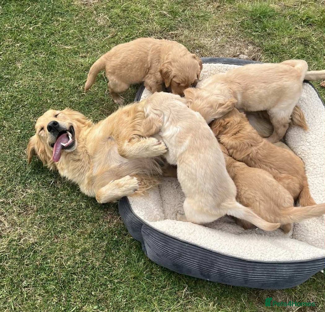 Golden Retriever dogs for sale: Beautiful Fully Trained KC Male Golden Retriever - Image 7