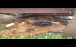 Rhodesian Ridgeback dogs for sale: KC reg chunky handsome pups - Image 5