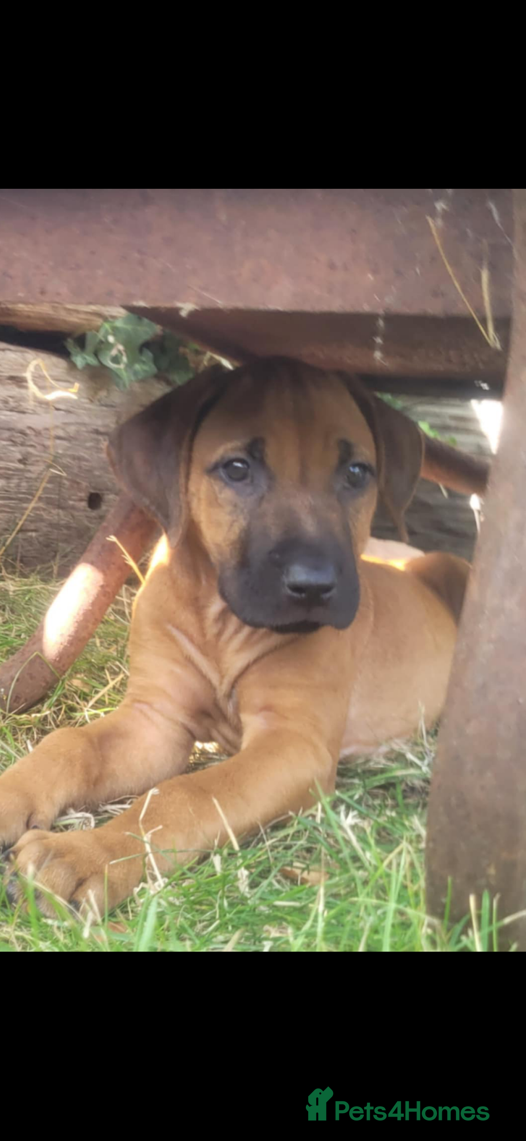 Rhodesian Ridgeback dogs for sale: KC reg chunky handsome pups - Image 5