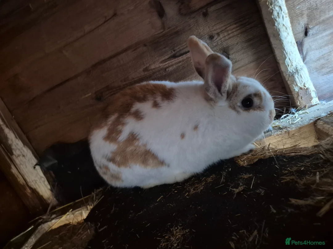 English rabbits for sale: English Doe for sale in Bradford - Advert 2
