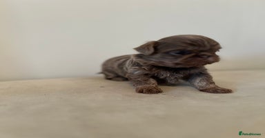 Shih Tzu dogs - Advert 9
