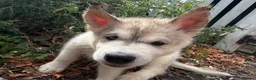 Utonagan dogs for sale: READY TO LEAVE. 3 stunning husky/malamute puppies - Advert 29