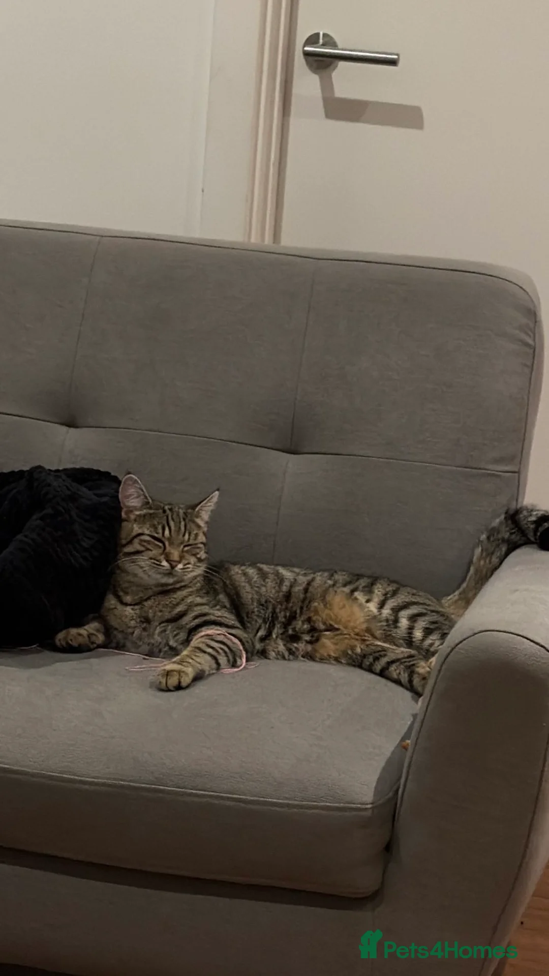 Mixed Breed cats for sale: Cat for sale  in Birmingham - Advert 2