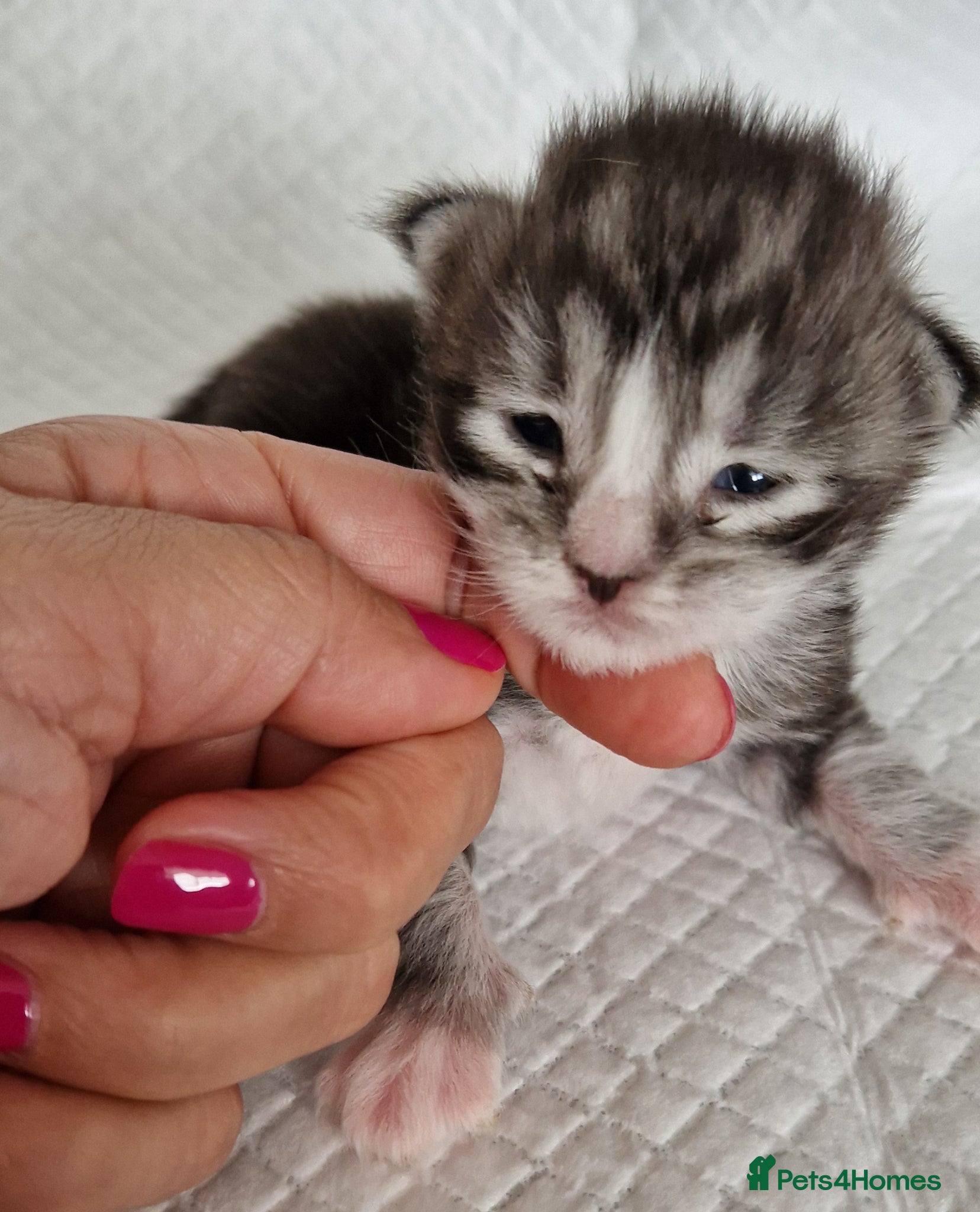 Maine Coon cats Pedigree XL mainecoon kittens  - Advert 1