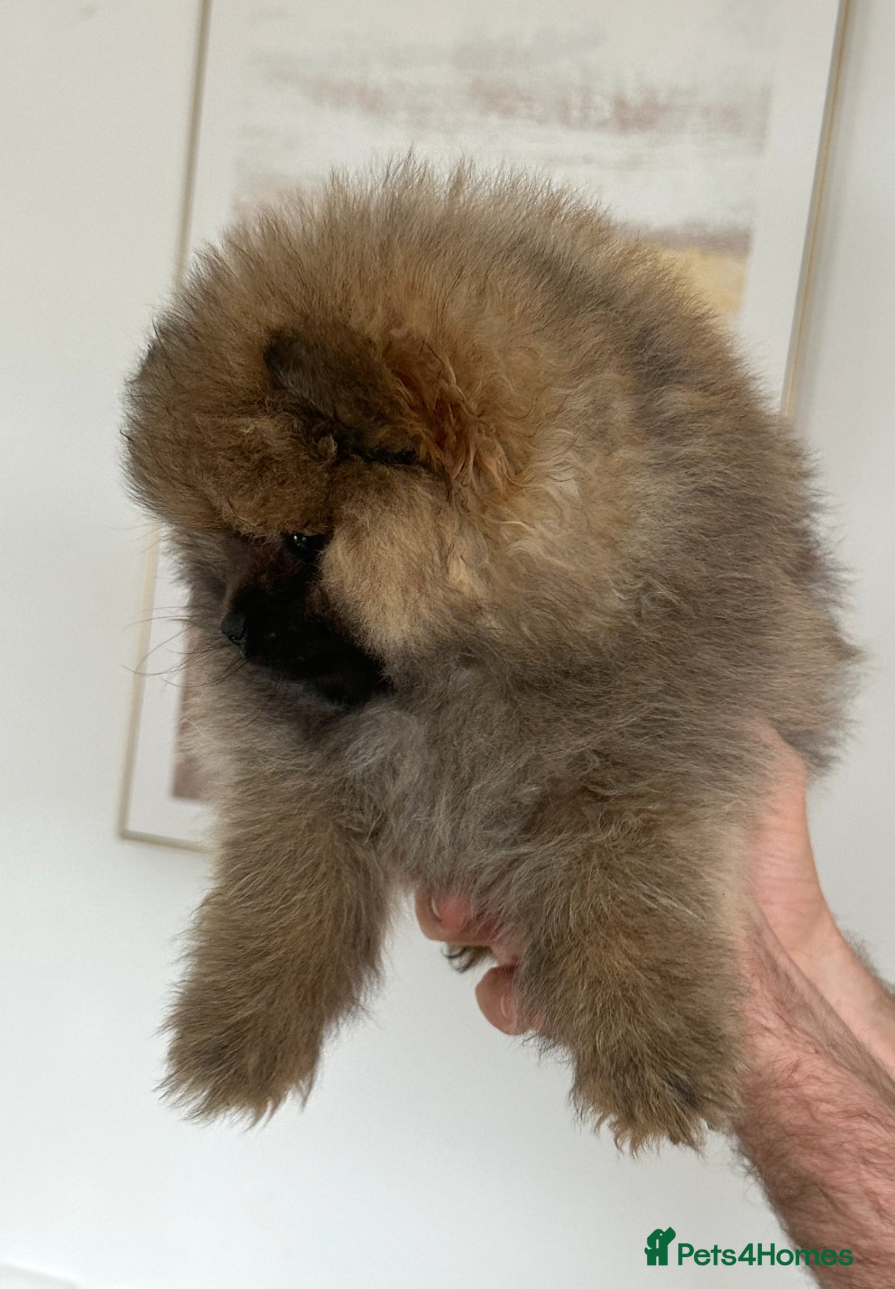Pomeranian dogs Miniature pom boy - Advert 10