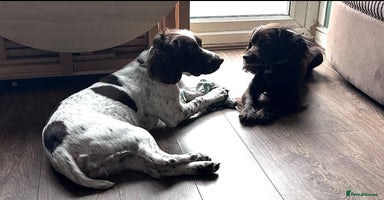 Sprocker dogs - Advert 3