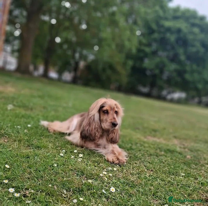 Cockapoo dogs Outstanding F1 Cockerpoo PuppiesExceptional Colour - Advert 5