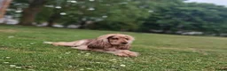 Cockapoo dogs for sale: Outstanding F1 Cockerpoo PuppiesExceptional Colour in Aylesford - Advert 1