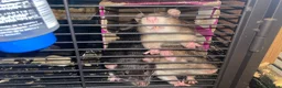 Rat rodents for sale: Rehoming  - Advert 20