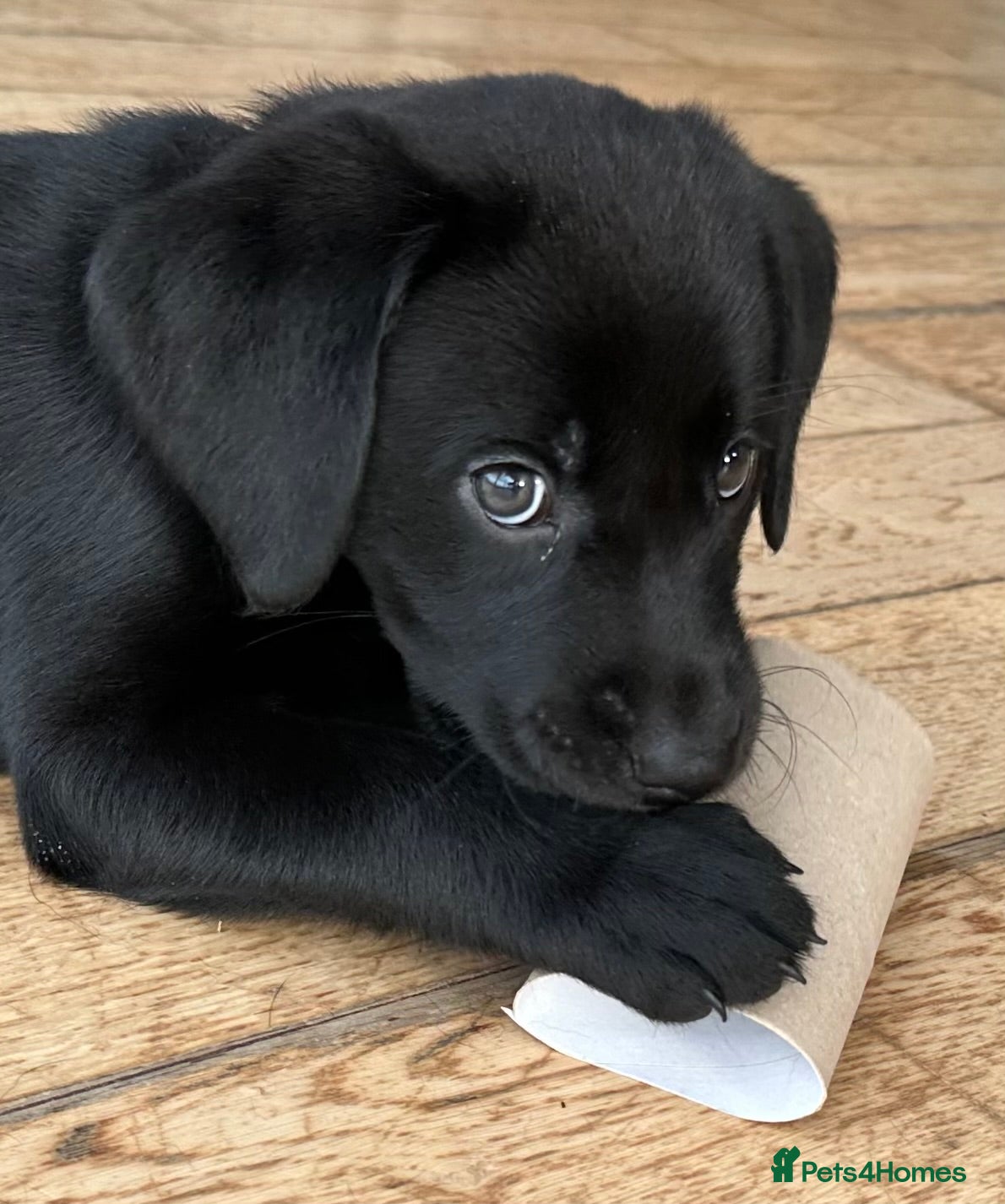 Labrador Retriever dogs Last 2 stunning kc reg black labradors - Advert 16