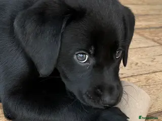 Labrador Retriever dogs Last 2 stunning kc reg black labradors - Advert 16