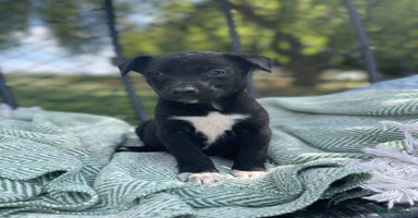 Border Collie dogs - Advert 2