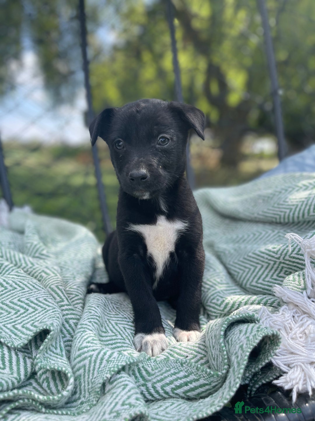 Border Collie dogs for sale: Collie puppies  - Image 2