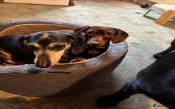 Dachshund dogs for sale: Adorable mini dachshund puppies for sale - Image 9