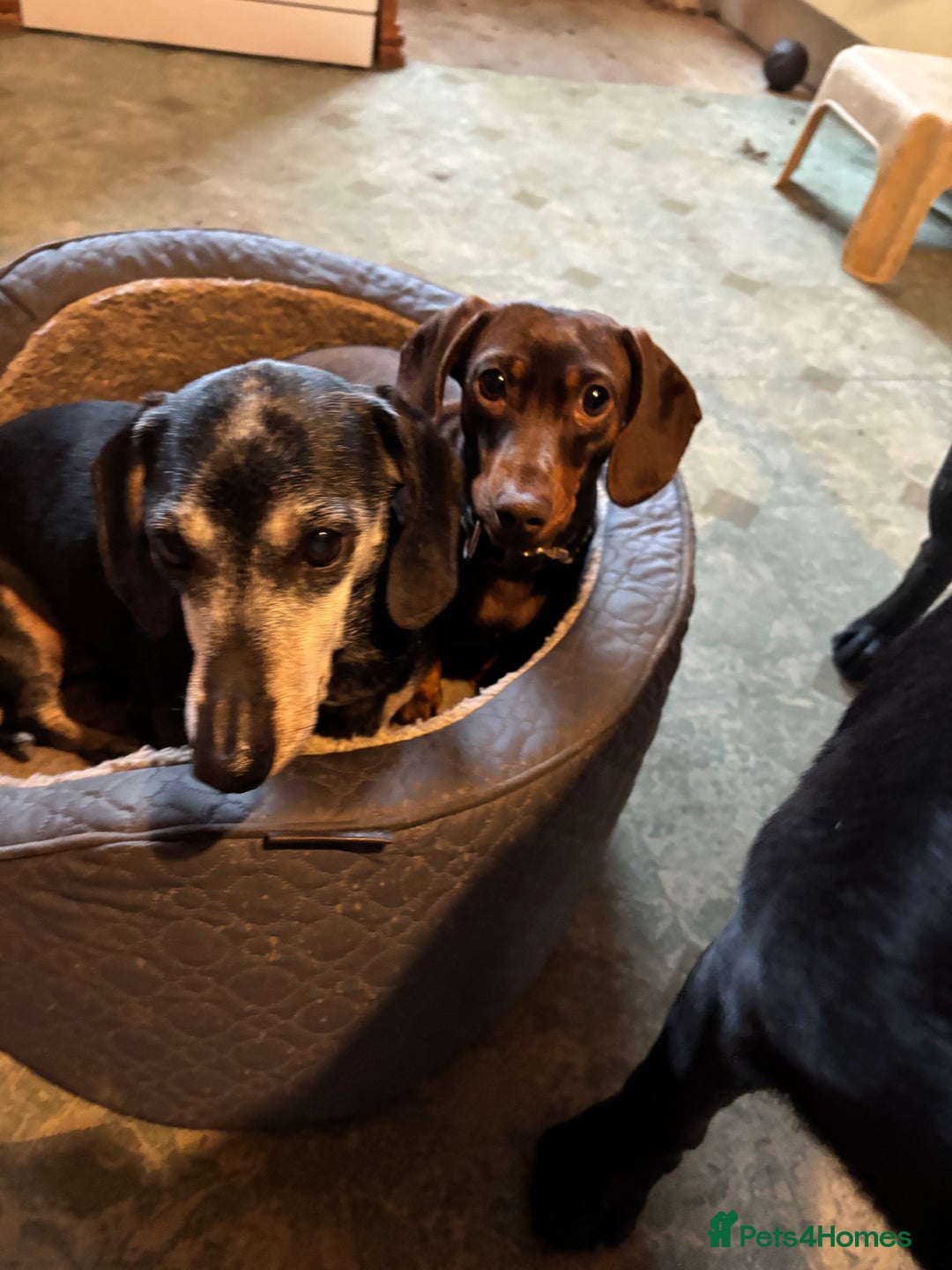 Dachshund dogs for sale: Adorable mini dachshund puppies for sale - Image 9