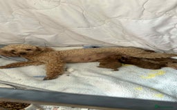 Toy Poodle dogs for sale: Two beautiful toy poodles  - Image 8