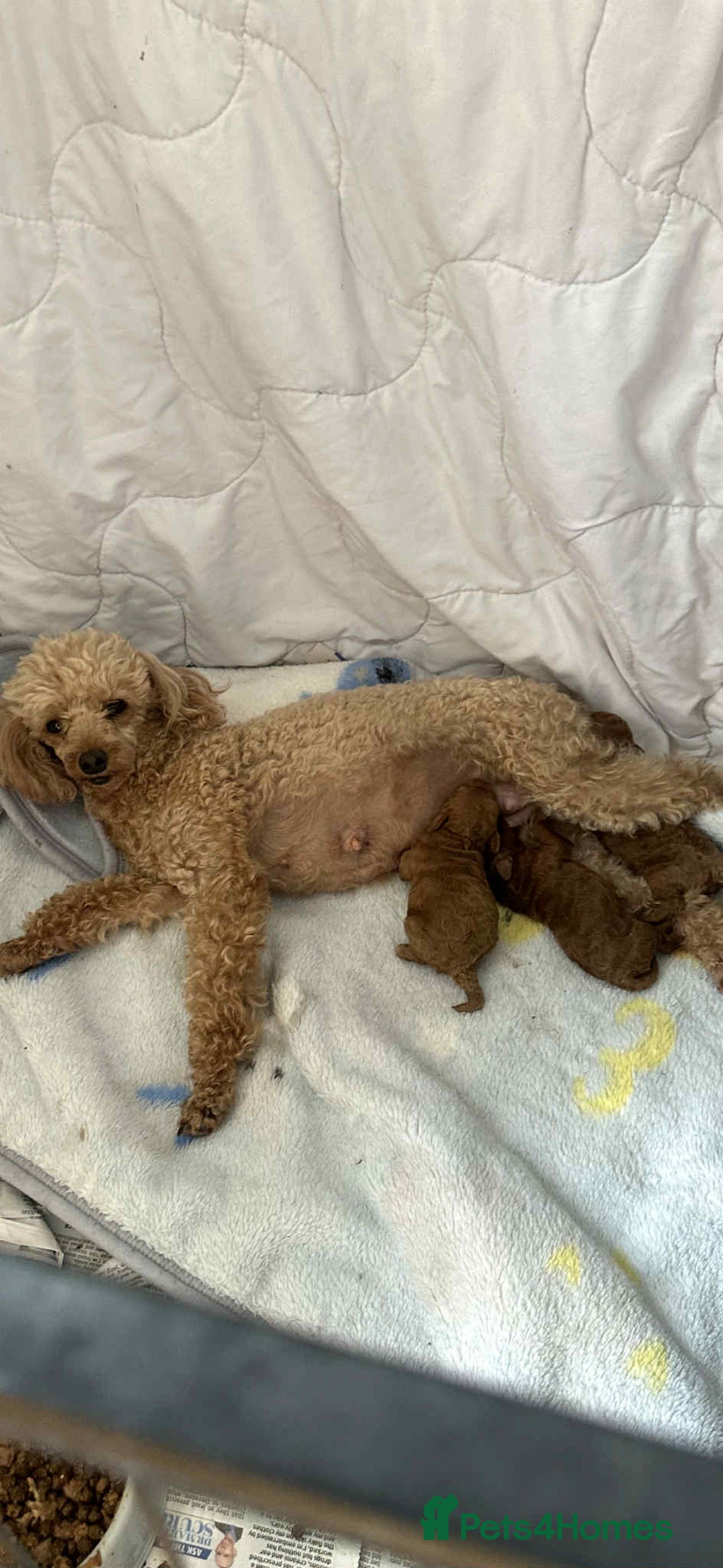 Toy Poodle dogs for sale: Two beautiful toy poodles  - Image 8
