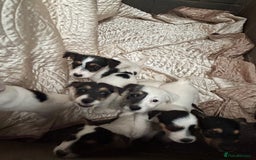 Jack Russell dogs for sale: rough coated Jack Russell  - Image 6