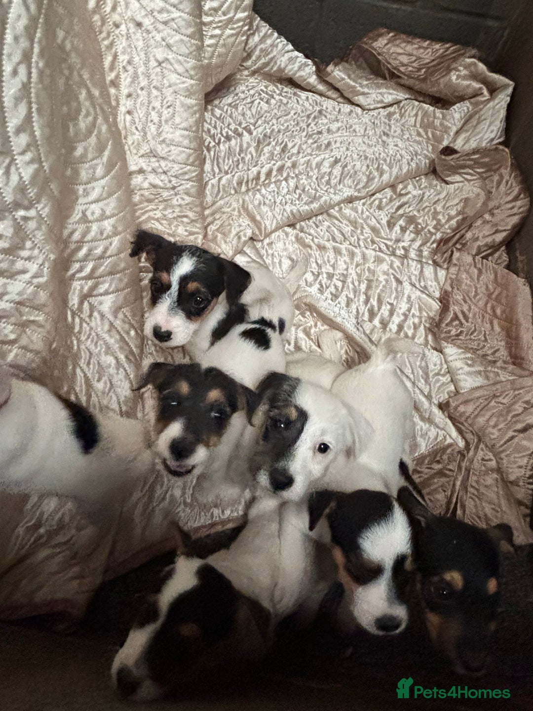 Jack Russell dogs for sale: rough coated Jack Russell  - Image 6