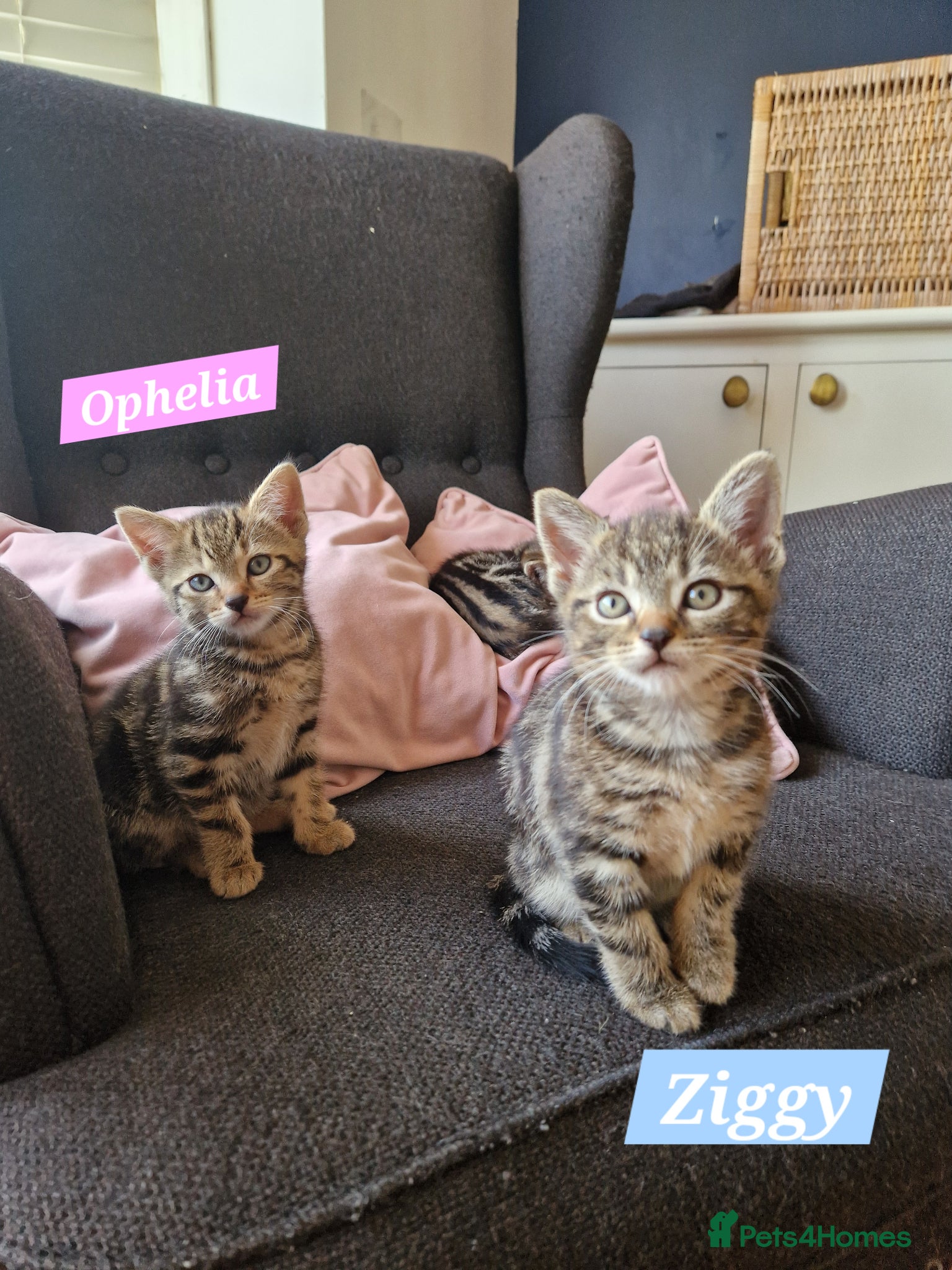 Mixed Breed cats Russian Blue & Bengal Cross kittens - Advert 10