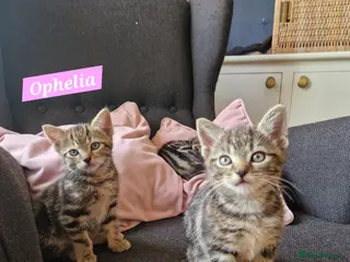 Mixed Breed cats Russian Blue & Bengal Cross kittens - Advert 10