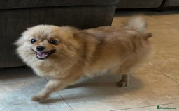 Pomeranian dogs for sale: Male pomerain boys  - Image 4