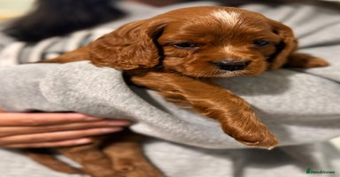 Cavapoo dogs - Advert 2