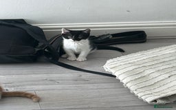 Mixed Breed cats for sale: Gorgeous Kittens for Sale - Image 10
