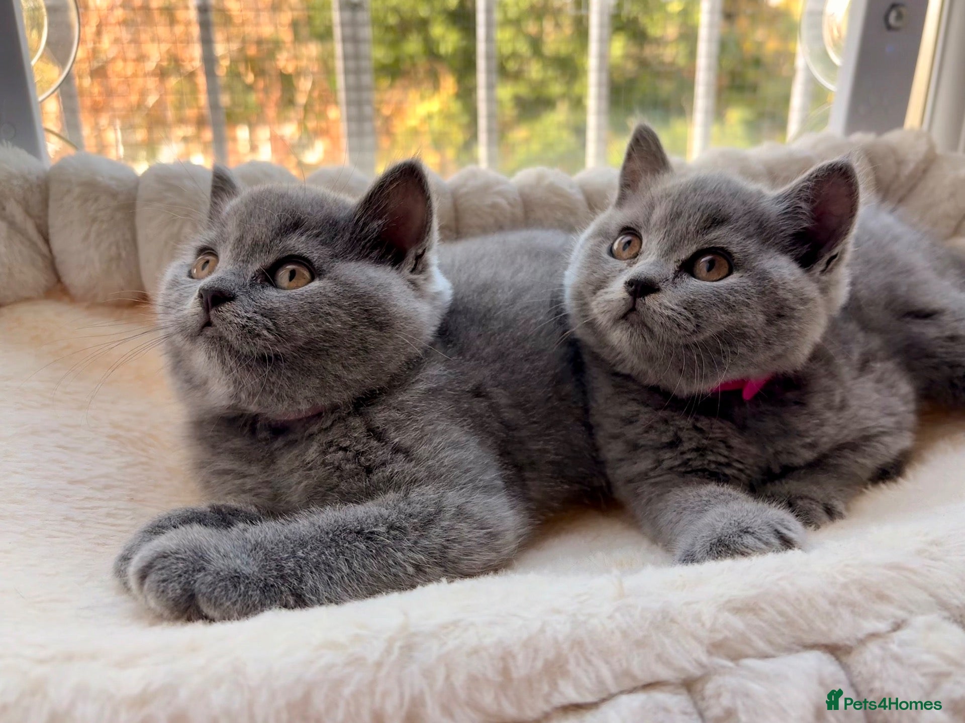 British Shorthair cats 💗 LAST 2 BSH BLUE GIRLS AVAILABLE! 💗 - Advert 5