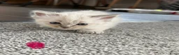 Ragdoll cats for sale:     Stunning Ragdoll Kittens - Advert 2