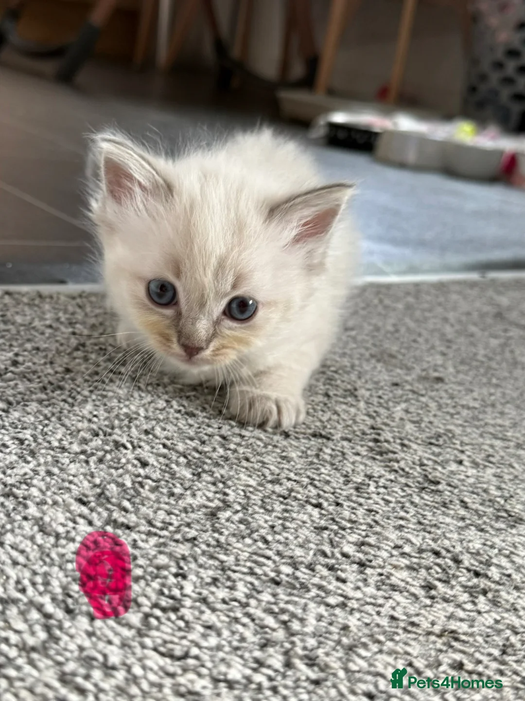 Ragdoll cats for sale:     Stunning Ragdoll Kittens - Advert 2