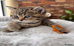 British Shorthair cats for sale: 💎Rare BSH Kittens💎Pedigree Champion Blood Line💎 - Image 5