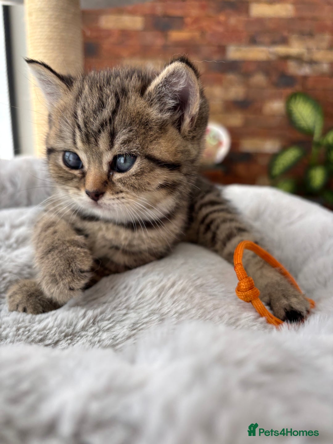 British Shorthair cats for sale: 💎Rare BSH Kittens💎Pedigree Champion Blood Line💎 - Image 5