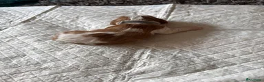 Cavalier King Charles Spaniel 1