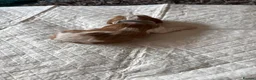 Cavalier King Charles Spaniel dogs for sale: King Charles Cavalier Puppies -  - Advert 3