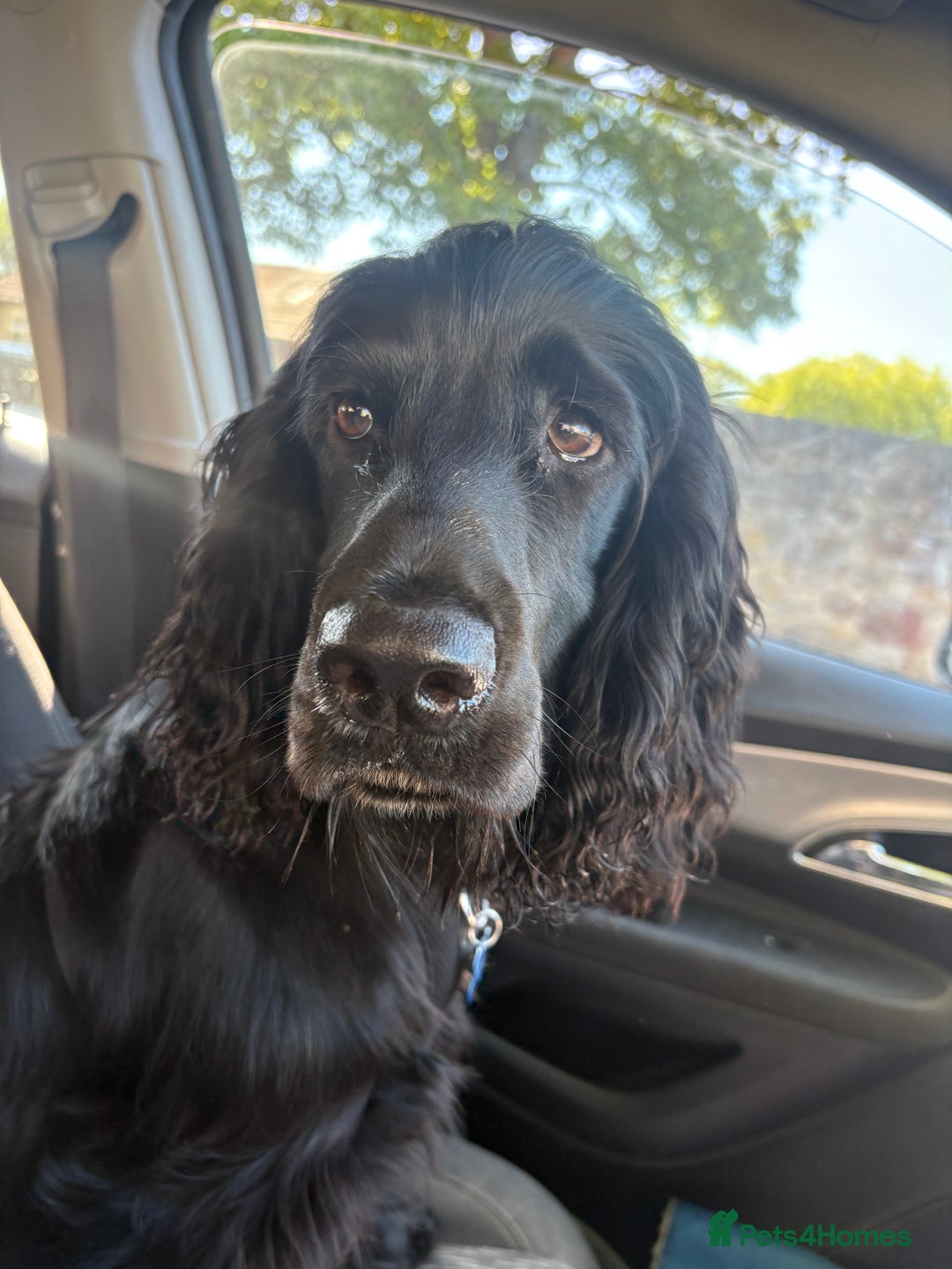 Cocker Spaniel dogs for sale: Lovely 10 month old cocker spaniel  - Image 5