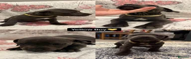 Yellow boy 