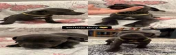 Staffordshire Bull Terrier dogs for sale: 6 Blue Staffordshire Bull Terrier Puppies  - Advert 8
