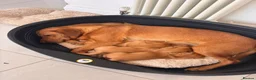 Labrador Retriever dogs for sale: Red Fox Labrador Puppy. Last One of Litter  - Advert 15