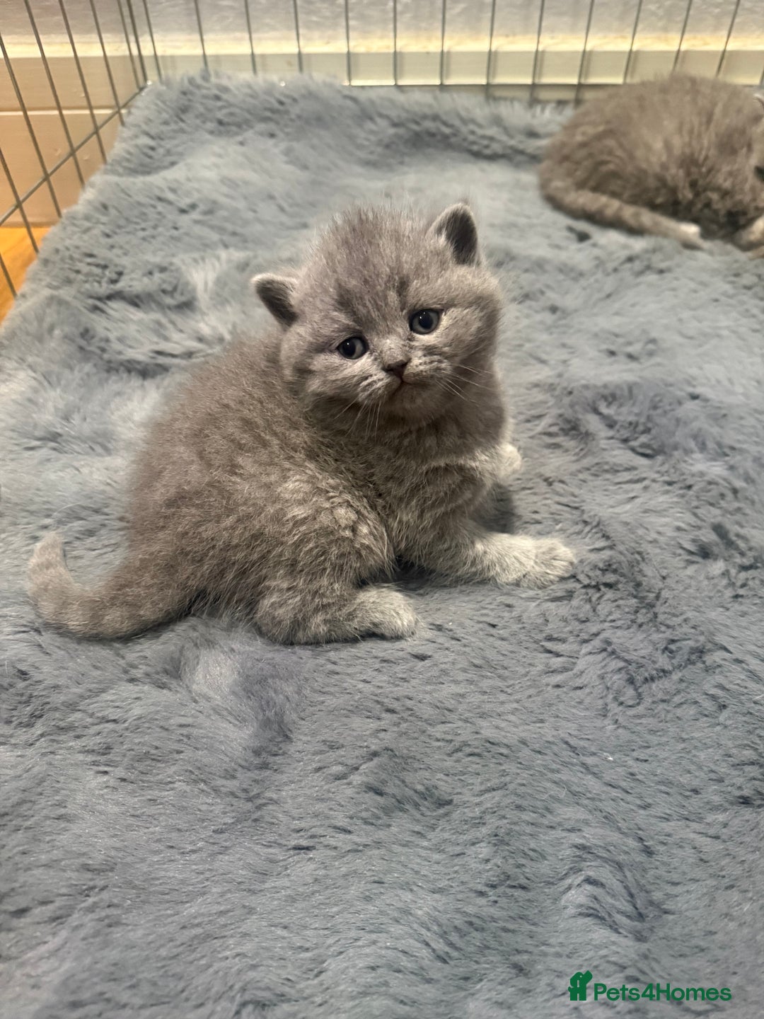 Scottish Fold cats for sale: Scottish fold kittens  - Advert 5