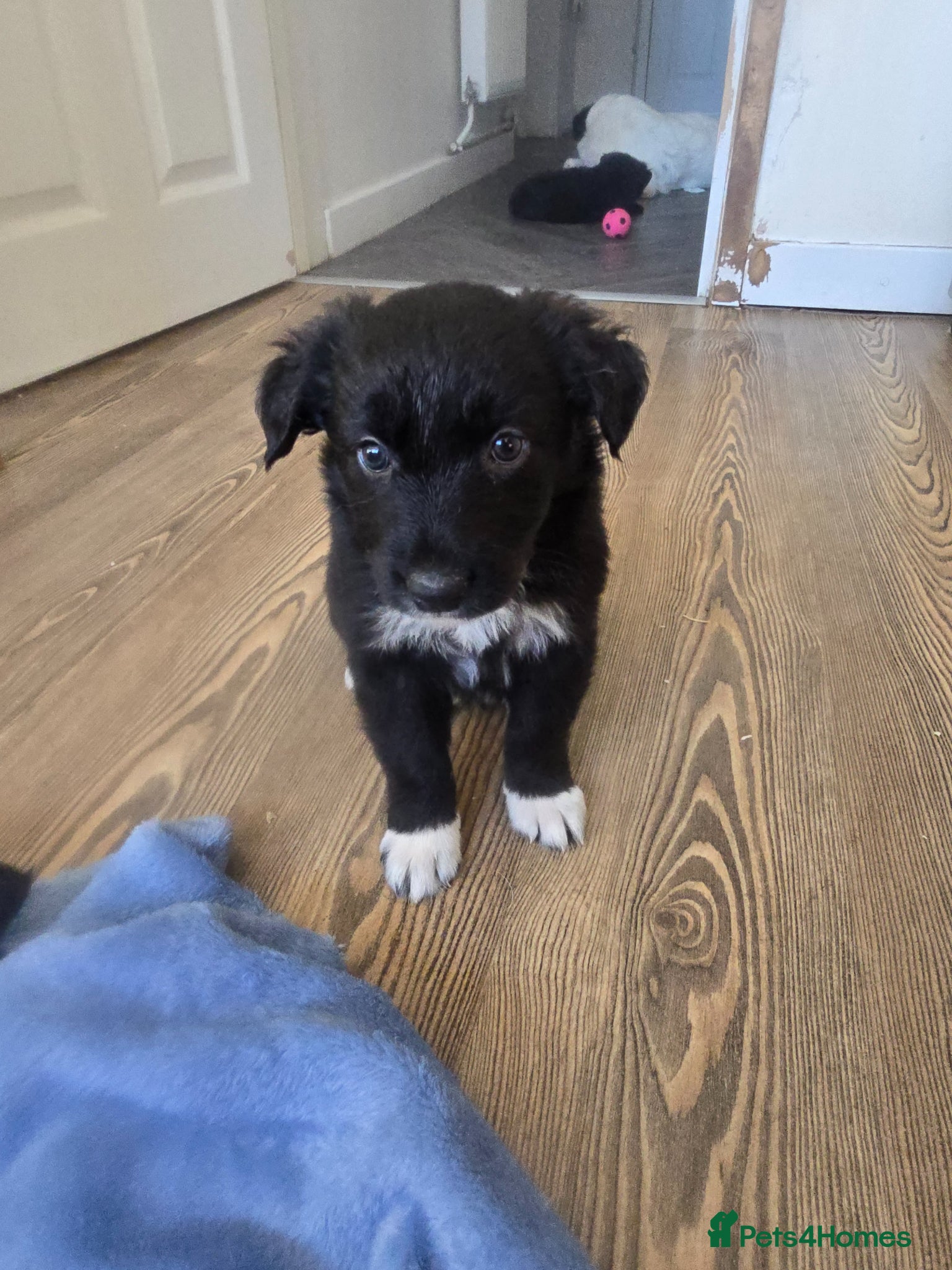 Mixed Breed dogs 💕8 black beautiful shollie pups💕 - Advert 18