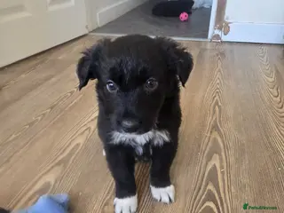 Mixed Breed dogs 💕8 black beautiful shollie pups💕 - Advert 18